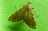 Endotricha flammealis