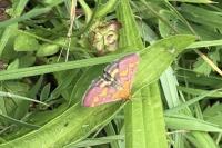 Pyrausta purpuralis