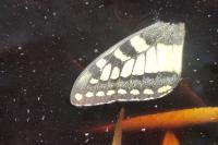 Papilio machaon