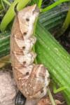 Agrius convolvuli
