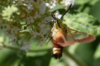 Hemaris fuciformis