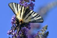 Iphiclides podalirius