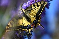 Papilio machaon