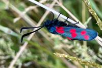 Zygaena filipendulae