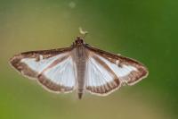 Cydalima perspectalis