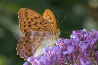 Argynnis paphia