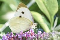 Pieris brassicae