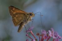 Ochlodes sylvanus