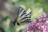 Iphiclides podalirius