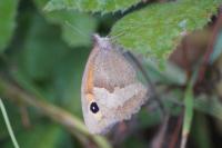 Maniola jurtina