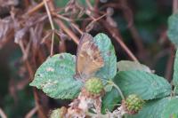 Pyronia tithonus