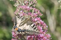 Papilio machaon