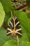 Euplagia quadripunctaria