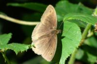 Maniola jurtina