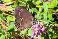 Aphantopus hyperantus