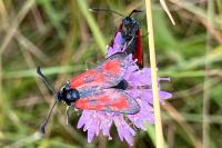 Zygaena loti