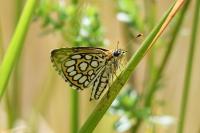 Heteropterus morpheus