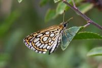 Heteropterus morpheus