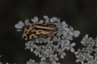 Emmelia trabealis