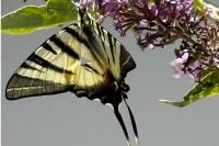 Iphiclides podalirius