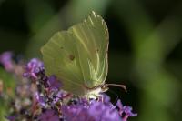Gonepteryx rhamni