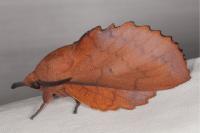 Gastropacha quercifolia