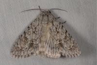 Acronicta aceris