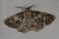 Cleorodes lichenaria