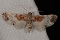 Eupithecia breviculata