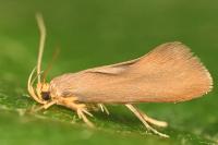 Crassa unitella