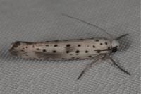 Yponomeuta irrorella