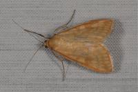 Sitochroa verticalis