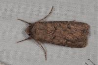 Agrotis segetum