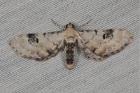 Eupithecia centaureata