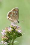 Aricia agestis
