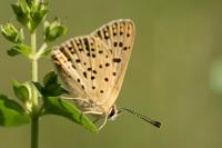 Lycaena tityrus