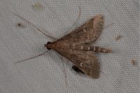 Dolicharthria punctalis