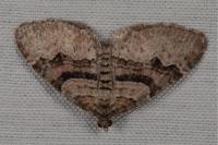 Xanthorhoe designata