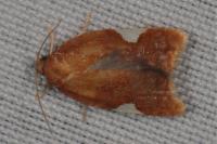 Acleris holmiana