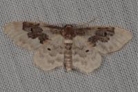 Idaea rusticata