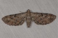 Eupithecia icterata