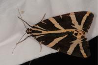 Euplagia quadripunctaria