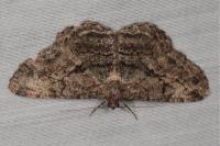 Peribatodes rhomboidaria