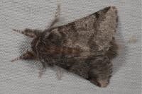 Thaumetopoea processionea