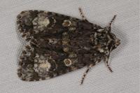 Craniophora ligustri