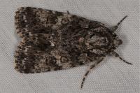 Acronicta rumicis
