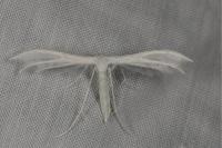 Pterophorus pentadactylus