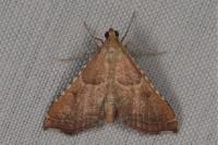 Endotricha flammealis