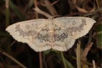 Cyclophora annularia