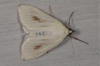 Sitochroa palealis